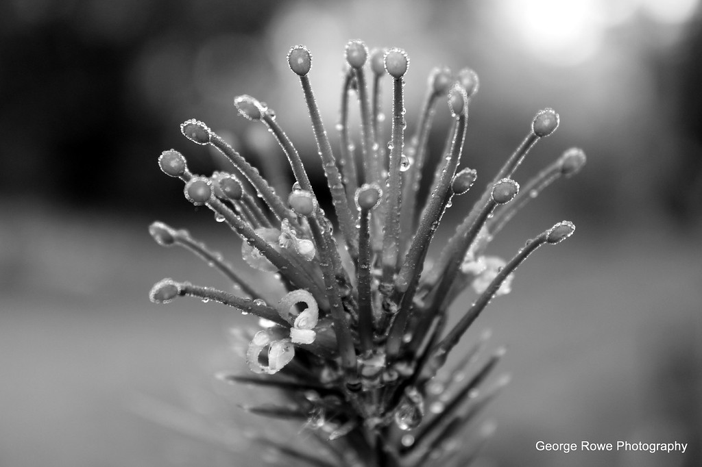 BW-Photo 4