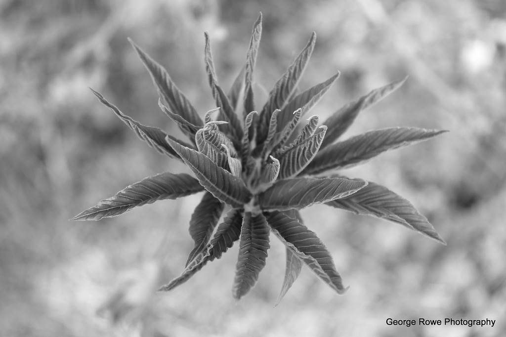 BW-Photo 4