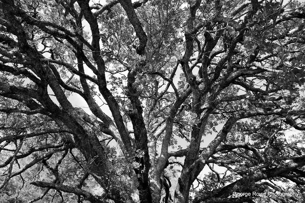 BW-Photo 5
