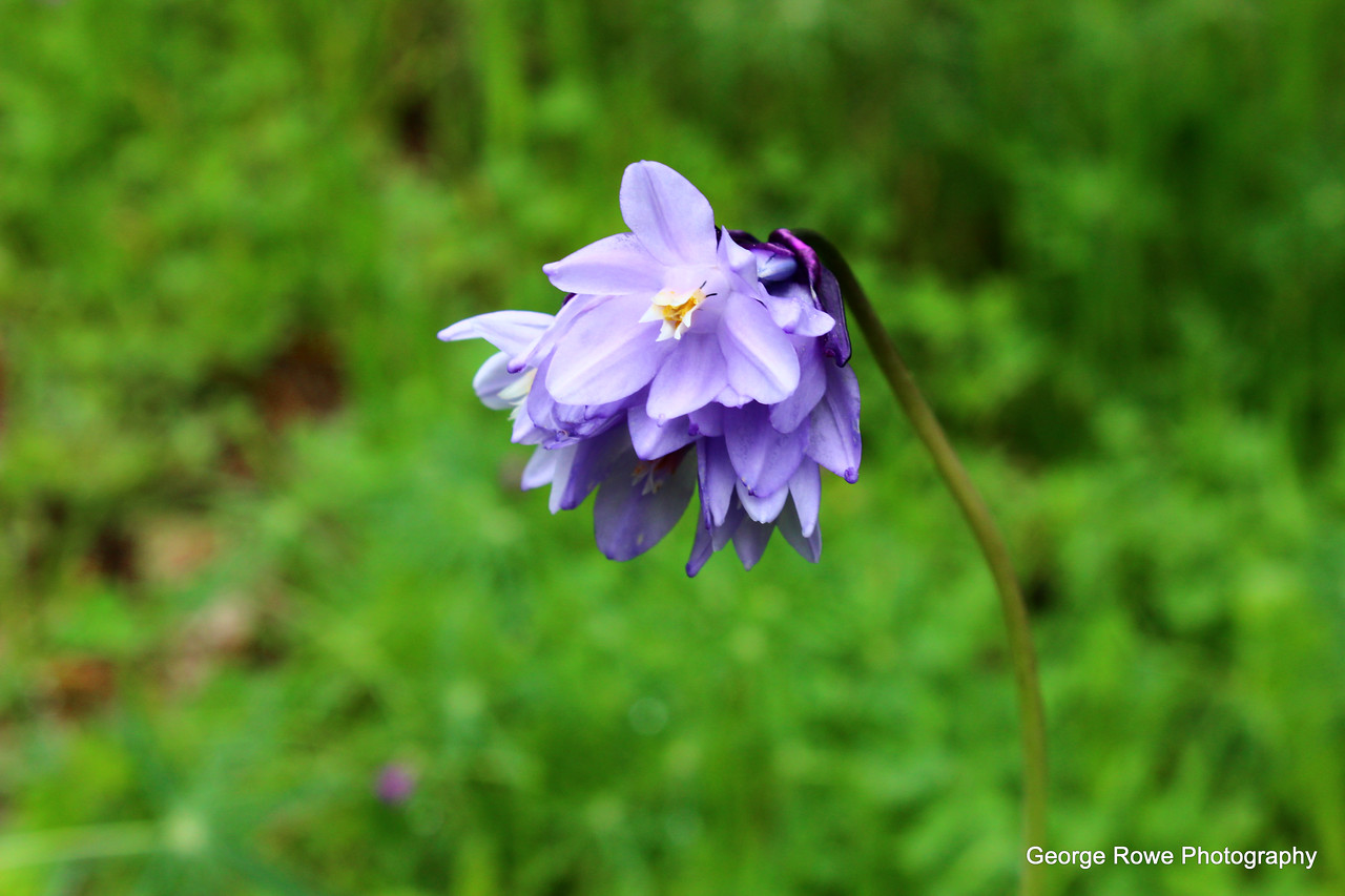 Flowers- Photo 5