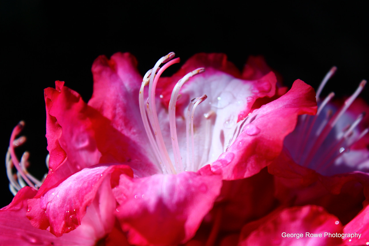 Flowers- Photo 1