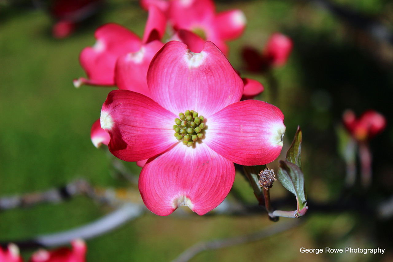 Flowers- Photo 8