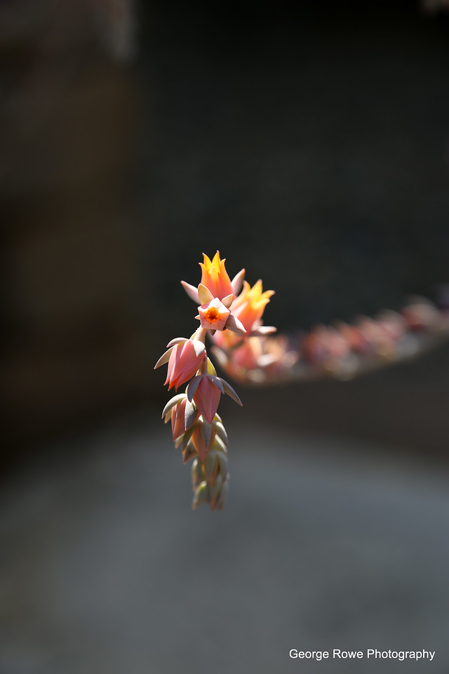 Flowers- Photo 2