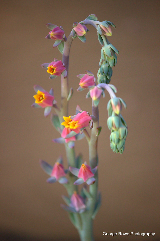 Flowers- Photo 4
