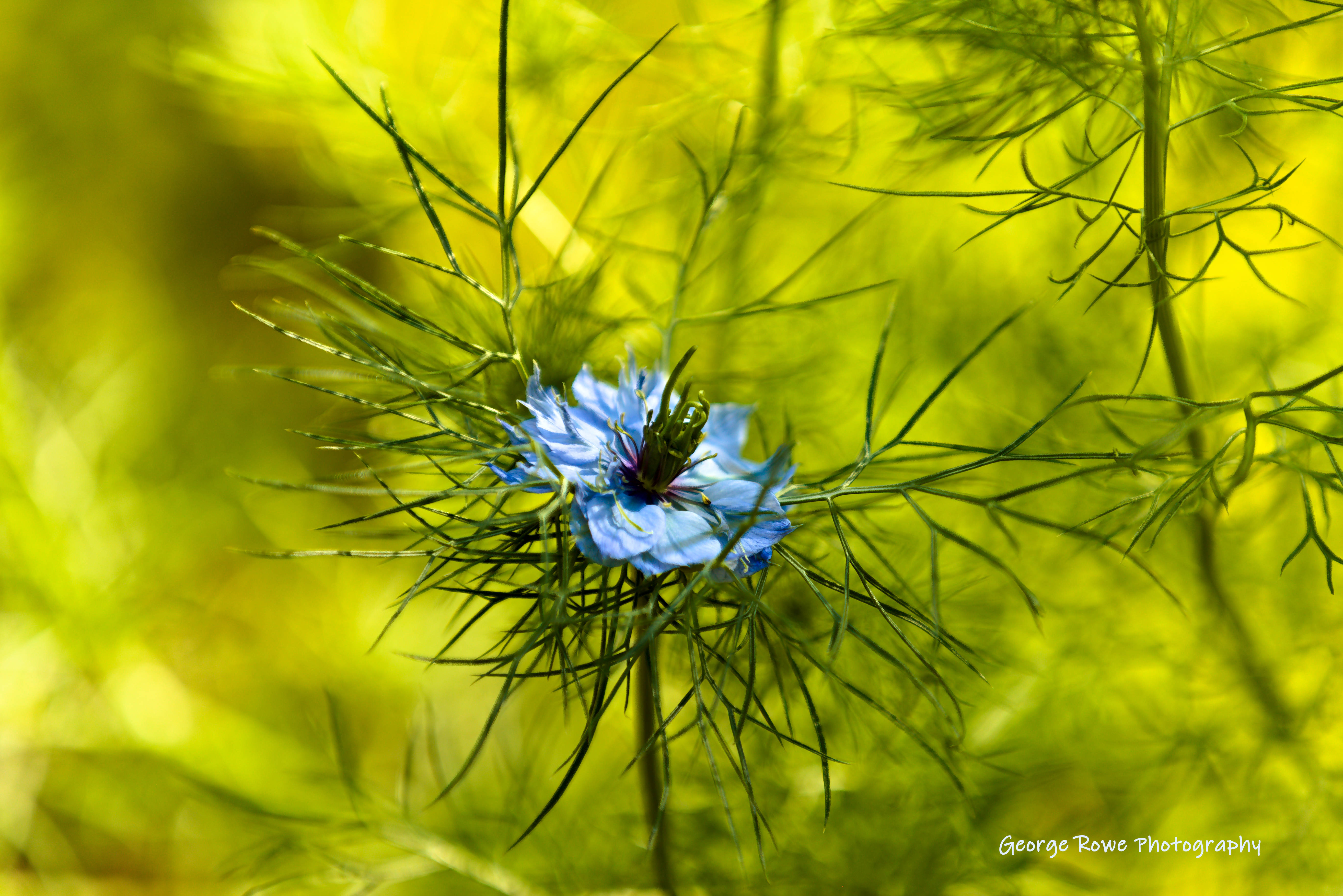 Flowers- Photo 7