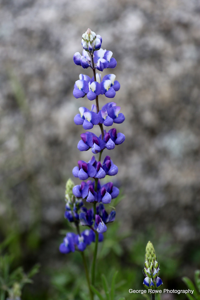 Flowers- Photo 3