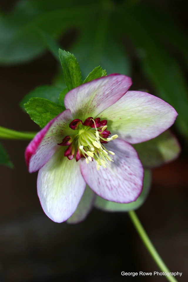 Flowers- Photo 9